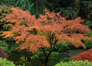 example of a japanese maple for poolside landscaping