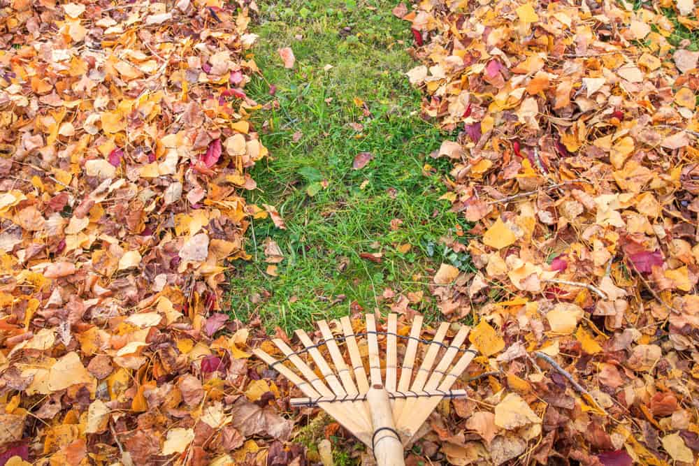 guide to fall landscaping